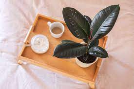 If you're allergic to something you inhale, you'll most likely diagnosis of allergies involves several factors such as identifying an individual's symptoms and. 10 Worst Indoor Houseplants For People With Allergies