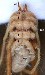 The fine hairs on the body of a camel spider help to insulate it from the desert heat. Camel Spider Solifugae Galeodes Sp In Ventral View Prosomal Region Download Scientific Diagram