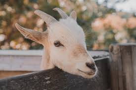 Berniat memotong hewan akikah b. Memahami 4 Syarat Kambing Aqiqah Untuk Anak Laki Laki Dan Perempuan Kumparan Com