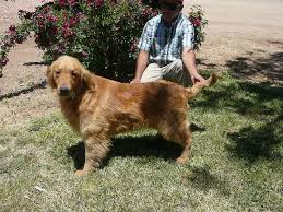 Breeder of exquisite english cream british type golden retrievers is currently taking reservations for next quality litter of puppies. Chiricahua Retrievers Golden And Labrador Retrievers