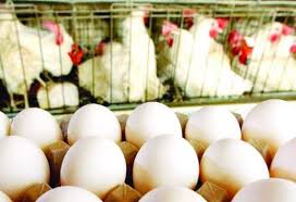 فوائد من تاريخ بغداد للخطيب البغدادي فهد بن عبدالعزيز عبدالله الشويرخ. Ù…Ù†ØªØ¬Ùˆ Ø§Ù„Ø¨ÙŠØ¶ Ø§Ù„Ù…Ø­Ù„ÙŠ ÙŠØ´ØªÙƒÙˆÙ† Ù…Ù† Ù…Ø²Ø§Ø­Ù…Ø© Ø§Ù„Ù…Ù†ØªØ¬ Ø§Ù„ØªØ±ÙƒÙŠ ÙˆÙŠØµÙÙˆÙ†Ù‡Ø§ Ø¨Ø¹Ù…Ù„ÙŠØ© Ø¥ØºØ±Ø§Ù‚