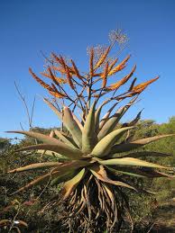 Forms very structural spiky rosette that is great for dish gardens and rock gardens, both for its unusual color and shape. Succulent Plant Aloe Indigenous To Africa Orange Flowers Thick Leaves Succulent Leaves Circular Arrangement Leaves Spike Leaves Blue Sky Pikist