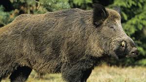 Most boars are neutral when approached and are generally omnivorous. Rampaging Wild Boars Kill 3 Isis Terrorists In Iraq Rt Viral