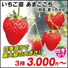 国華園オンラインショップ  イチゴ苗