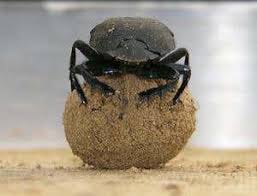 The scarab is made up of two halves. Why Scarab Beetles Dance On A Ball Of Dung New Scientist