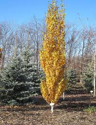 The japanese white birch tree stands out dramatically in the landscape due to its contrasting magnificent white colored bark. Pin On The Art Of Gardening Outdoor Living