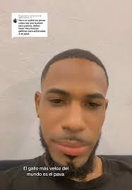 El gallo pava: el más veloz del mundo