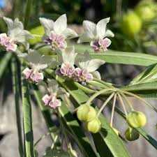 Image result for Gomphocarpus glaucophyllus