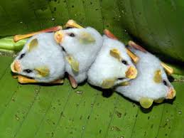 Shelter From The Storm Honduran White Bats Cute Animals Baby Animals Animals And Pets