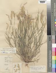 Image result for Tetrapogon