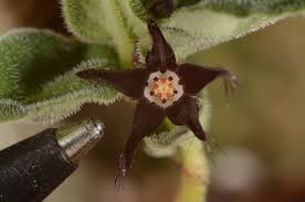 Image result for Brachystelma