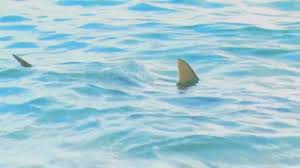 What a killer shark tooth hunting trip!! Sharks Spotted Near Shore At Kaimana Beach For Four Straight Days