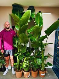 Image result for Strelitzia