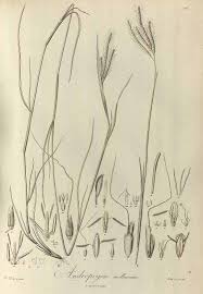 Image result for Dichanthium aristatum