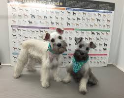 Katrina's pet salon in san leandro, ca is a grooming salon where pets are glamorously styled to look like wild animals. Gallery The Fur Connection Mobile Pet Salon