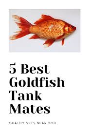 5 Best Goldfish Tank Mates Goldfish Tank Fresh Water Fish Tank Goldfish