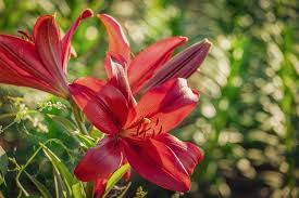 Maybe you would like to learn more about one of these? Arti Bunga Lily Berdasarkan Warnanya Yang Indah