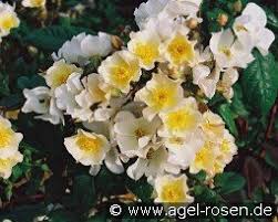 Check spelling or type a new query. Buy Musk Roses Agel Rosen