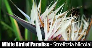 Orange Bird Of Paradise Houseplant White Bird Of Paradise Care How To Grow Strelitzia Nicolai Updated Birds Of Paradise Plant Paradise Plant Birds Of Paradise