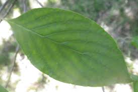 The most popular example of this tree is the 'variegata' cultivar, which has green leaves with creamy white margins. Nc Tree Identification Chart Kares