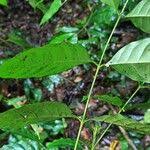 Image result for Pouchetia