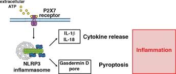 Yong sl & partners, +5 more. P2x7 Receptor And The Nlrp3 Inflammasome Partners In Crime Sciencedirect