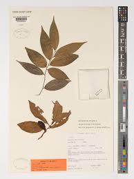 Image result for Warneckea cordiformis