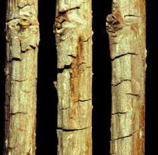 Image result for Raspberry spur blight