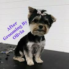 9805 sw 40th st, miami, fl 33165, united states phone number: The 10 Best Mobile Dog Groomers In Mesa Az With Free Estimates