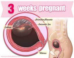 Pin On Pregnancy