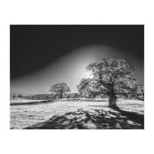 Black And White Canvas Prints From Photos Serene Sun In The Meadow Black And White Canvas Print Black And White Gifts Unique Special B W Style With Images Black And White Canvas Photo Vintage Photography