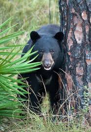 Black Bear Population By State Florida Black Bears Black Bear Bear Love Bear