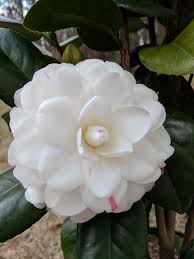 Camellia Japonica Landon Waters Beautiful Flowers Planting Flowers Garden Shrubs