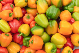 Image result for Capsicum