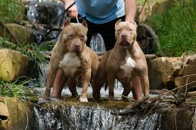 Largest xl bully blue pitbulls by big gemini. Xxl Pitbull Puppies For Sale Xl Pitbulls Puppy Ginandjuicepits Com