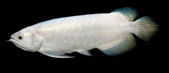 Platinum Arowana In 2020 Betta Fish Types Fresh Water Fish Tank Freshwater Fish