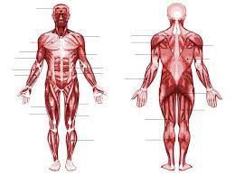 Muscle charts of the huma. Human Muscle Anatomy Quiz