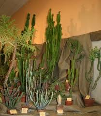 Image result for Euphorbia baylissii