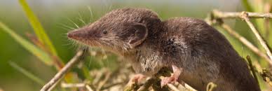 Nos Formidables Allies En Lutte Biologique La Musaraigne Animaux Nocturnes Biologique Marc De Cafe