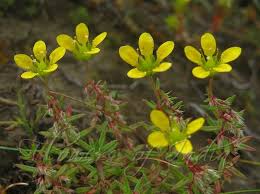 Image result for Galiniera saxifraga