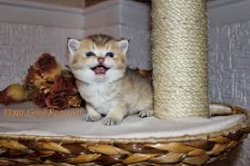 safkan british shorthair british shorthair scottish fold sahibinden safkan kediler sahiplendirme turkiye 2018