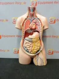 Just a male anatomy study. 3b Scientific Guamard Unisex Upper Torso Teaching Anatomical Removable Ebay