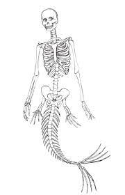 125 cutest mermaid tattoos for you (2021) by mark hughman. Mermaid Skeleton By Pyromobile On Deviantart