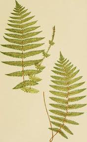 Image result for Thelypteris confluens