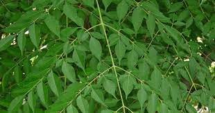 Tree Identification Melia Azedarach China Berry Ornamental Trees Shade Trees Deciduous Trees