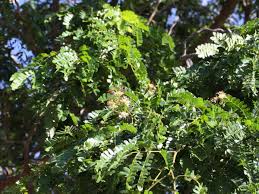 Image result for Albizia gummifera