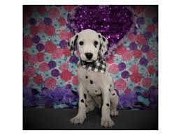 Numerous champions have been produced in this small kennel since, mainly owned and campaigned. Dalmatian Puppies Petland Dallas Tx