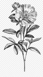 Best free png hd flower design black and white png images background, png png file easily with one click free hd png images, png design and transparent background with high quality. Transparent Black And White Flower Png Png Download Vhv