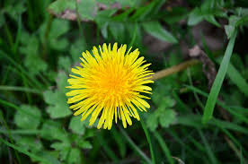 Botanique Campagne Dent De Lion Fleur Fleur Jaune Flore Nature Pissenlit Plante Comestible Dandelion Foraging Guide Spring Plants
