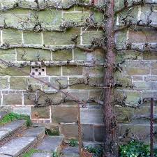 Position the tree whip in the hole so that the crown sits at soil level. Espaliered Fruit Trees The Perfect Solution For Small Spaces The Middle Sized Garden Gardening Blog